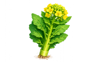菜の花のイラスト｜春・食材素材（商用利用OK・フリー素材）