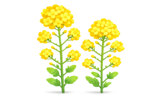 菜の花のイラスト｜春・花・自然素材（無料ダウンロード・商用OK）