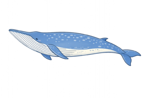 シロナガスクジラのイラスト｜世界最大の動物・海洋哺乳類・クジラ素材（無料・透過PNG・商用OK）