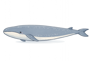 シロナガスクジラのイラスト｜世界最大の動物・海洋哺乳類・クジラ素材（無料・透過PNG・商用OK）