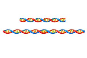 DNA二重螺旋ラインのイラスト｜科学・医療デザインに使える無料素材（透過PNG・商用OK）