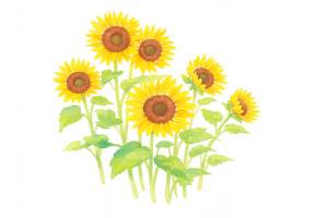 水彩手描きのひまわりのイラスト｜やさしい夏の花素材（透過PNG・商用利用可）