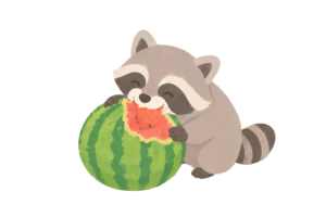アライグマが畑のスイカを食い荒らす被害イラスト｜農作物トラブルを伝える無料素材（透過PNG・商用OK）