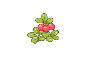 赤い実がかわいいこけもものイラスト｜秋の自然を彩る植物の無料素材（透過PNG・商用OK）