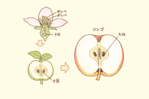 花のおしべとめしべにはどんなはたらきがあるの？