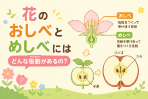 花のおしべとめしべにはどんなはたらきがあるの？
