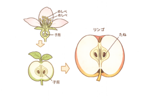 花のおしべとめしべにはどんなはたらきがあるの？