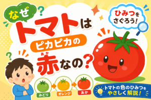 トマトはどうしてピカピカ赤いの？ひみつ公開