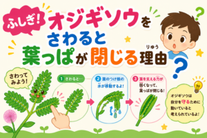 ふしぎ！オジギソウをさわると葉っぱが閉じる理由