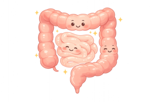 正常な大腸と小腸のイラスト｜腸内環境・消化器の健康状態素材（透過PNG・商用OK）