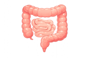 デフォルメされた大腸と小腸のイラスト｜かわいい腸・消化器キャラクター素材（透過PNG・商用OK）