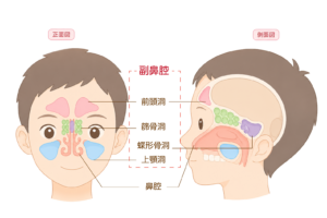 副鼻腔（前頭洞・篩骨洞・蝶形骨洞・上顎洞）のイラスト｜鼻の構造・解剖図・医療素材（透過PNG・商用OK）