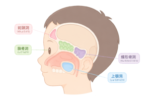 副鼻腔（前頭洞・篩骨洞・蝶形骨洞・上顎洞）のイラスト｜鼻の構造・解剖図・医療素材（透過PNG・商用OK）