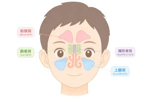 副鼻腔（前頭洞・篩骨洞・蝶形骨洞・上顎洞）のイラスト｜鼻の構造・解剖図・医療素材（透過PNG・商用OK）