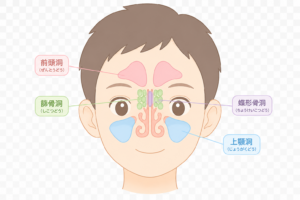 副鼻腔（前頭洞・篩骨洞・蝶形骨洞・上顎洞）のイラスト｜鼻の構造・解剖図・医療素材（透過PNG・商用OK）