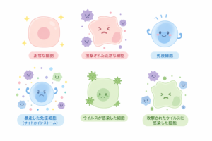 細胞と免疫反応のイラストセット｜正常細胞・感染細胞・免疫細胞・サイトカインストーム解説素材（透過PNG・商用OK）