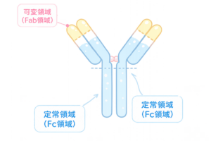 抗体の構造（Fc領域・Fab領域）のイラスト｜免疫・分子構造・医療解説素材（透過PNG・商用OK）