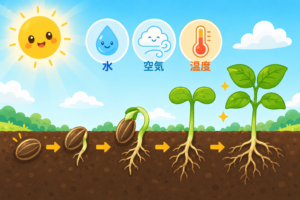 小さな種の大変身！発芽のひみつを大発見！