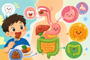 食べ物はどこへ行くの？消化のひみつを大発見！