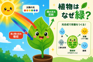 葉っぱはなぜ緑色？植物のひみつを大発見！